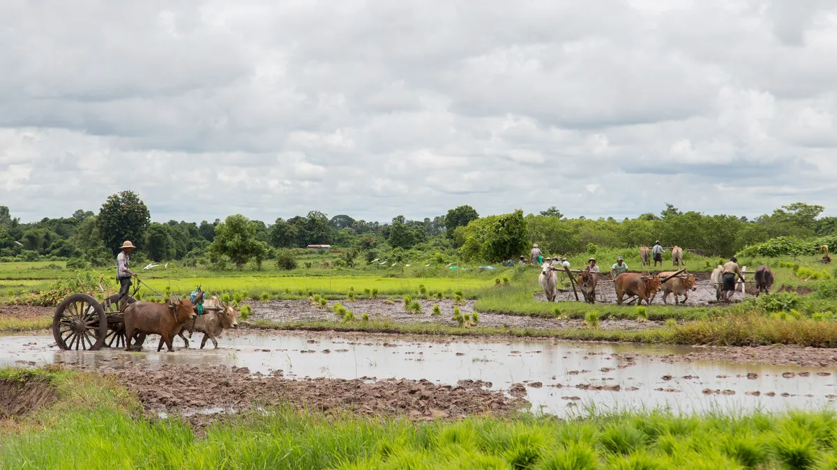 Labour avec des bœufs dans les rizières, Birmanie — Nicolas Marincic