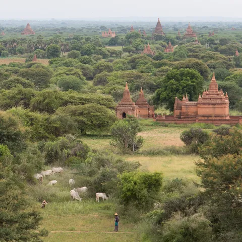Temples de Bagan parmi les arbres, Birmanie — Nicolas Marincic