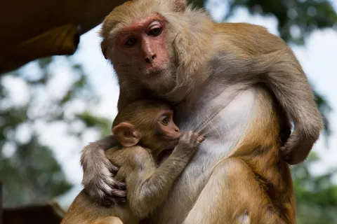 Macaque holding its young, Burma — Nicolas Marincic