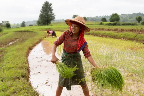 Farmer carrying rice seedlings, Burma — Nicolas Marincic