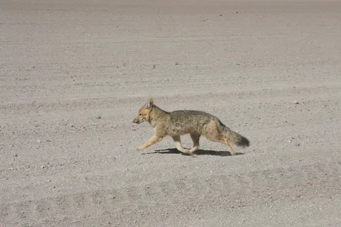 Andean fox crossing the desert, Sud Lípez, Bolivia — Nicolas Marincic
