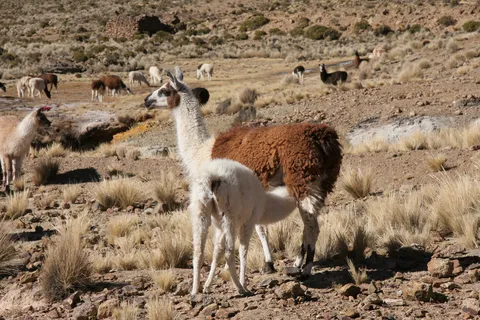 Llamas on the Altiplano, Bolivia — Nicolas Marincic