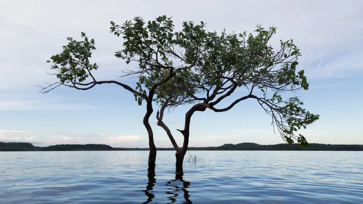 Tree standing in the water, Brazil — Nicolas Marincic