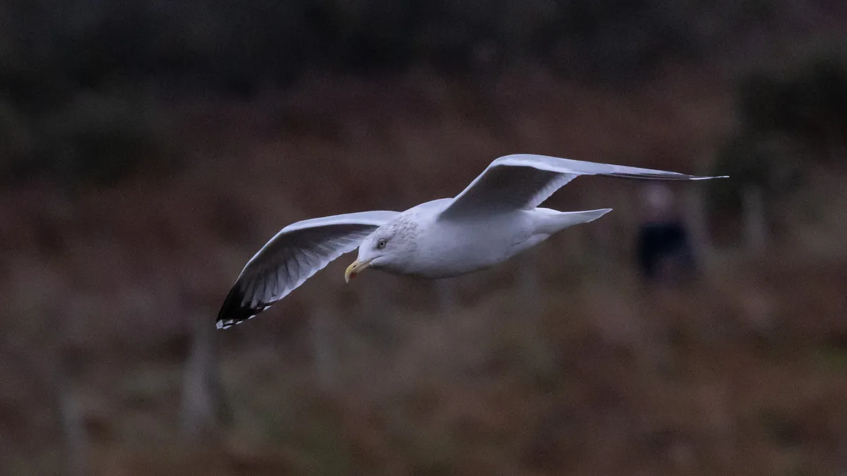 Herring gull gliding against dark heathland, France — Nicolas Marincic
