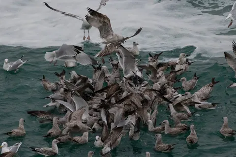 Flock of gulls diving into the foam, France — Nicolas Marincic