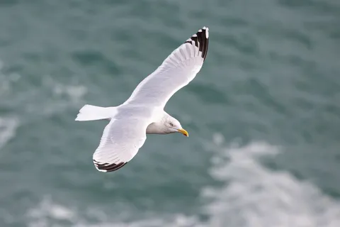 Herring gull in flight over the sea, France — Nicolas Marincic