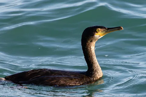 European shag with emerald eye on teal water, France — Nicolas Marincic