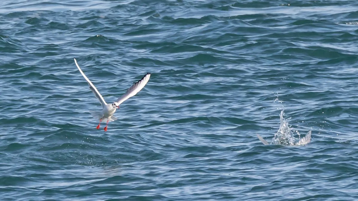 Gull striking the surface of the water, France — Nicolas Marincic