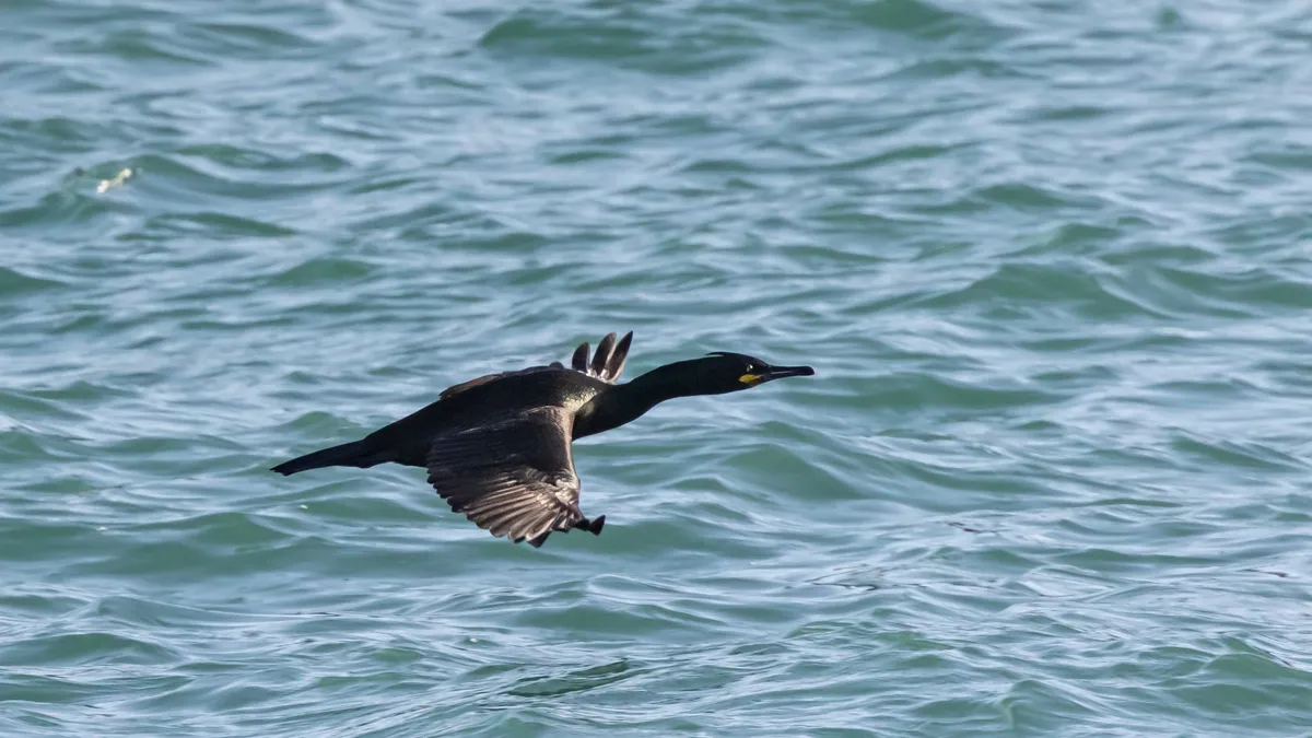 Cormorant flying low over the water, France — Nicolas Marincic