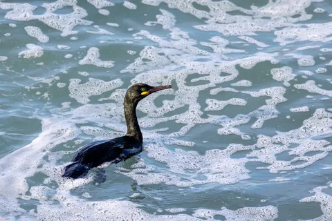 Shag swimming through white foam, France — Nicolas Marincic