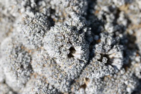 Barnacle colony on a rock, France — Nicolas Marincic