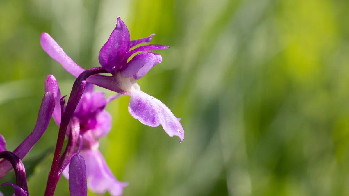 Wild orchid in bloom, France — Nicolas Marincic