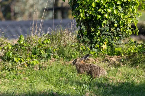 European hare in the grass at golden hour, France — Nicolas Marincic