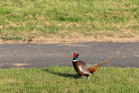 Common pheasant cock striding through the grass, France — Nicolas Marincic