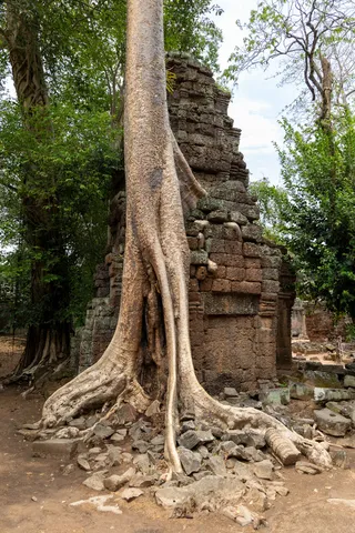 Racines de fromager sur les ruines de Ta Prohm, Cambodge — Nicolas Marincic