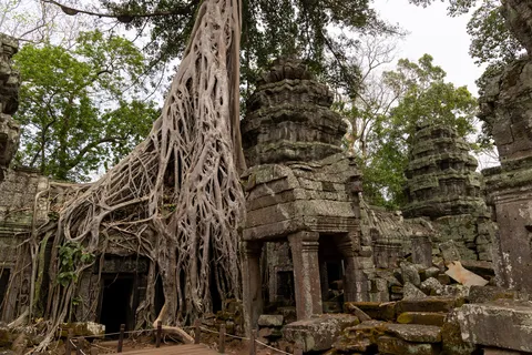 Strangler roots engulfing a tower at Ta Prohm, Cambodia — Nicolas Marincic