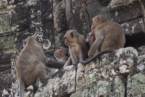 Macaque family on the stones of the Bayon, Cambodia — Nicolas Marincic