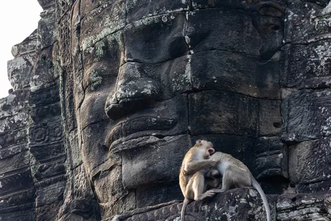 Macaques grooming before a stone face of the Bayon, Cambodia — Nicolas Marincic