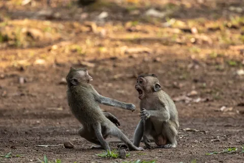 Two macaques facing off at Angkor, Cambodia — Nicolas Marincic