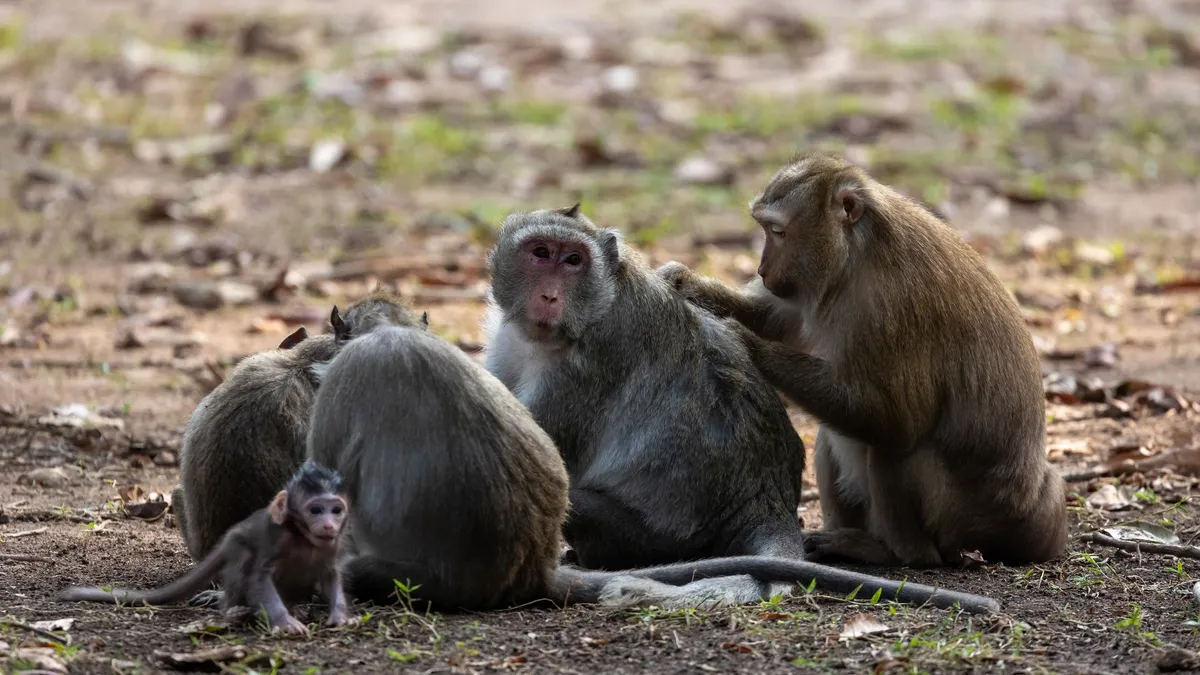Macaque troop grooming with a baby at Angkor, Cambodia — Nicolas Marincic
