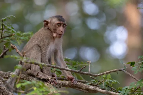 Young macaque on a branch, Cambodia — Nicolas Marincic