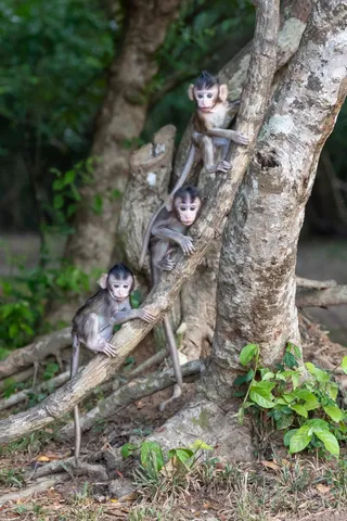 Young macaques climbing a tree, Cambodia — Nicolas Marincic