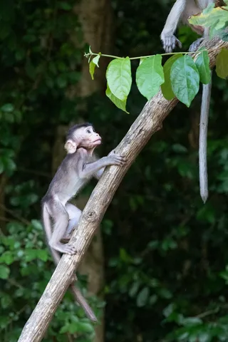 Baby macaque climbing a branch, Cambodia — Nicolas Marincic