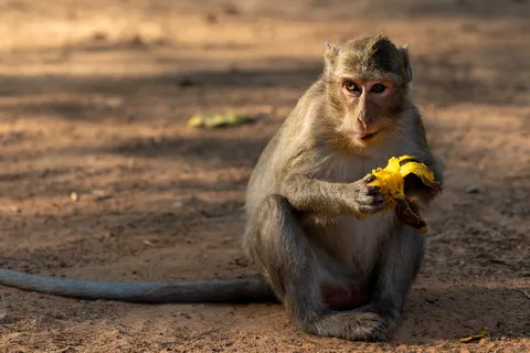 Macaque eating a fruit, Cambodia — Nicolas Marincic