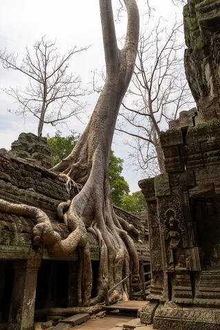 Silk-cotton tree gripping the ruins, Cambodia — Nicolas Marincic