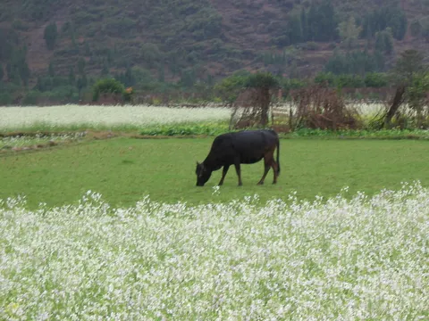 Water buffalo grazing among white flowers, China — Nicolas Marincic