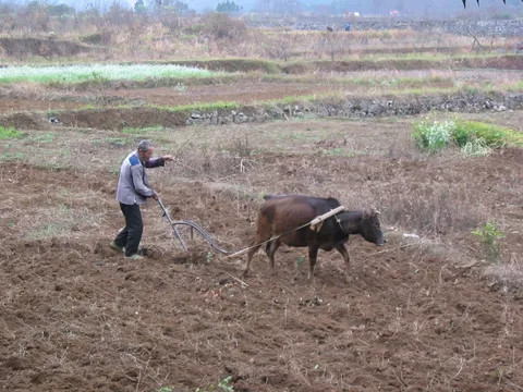 Farmer ploughing with an ox, Yangshuo, China — Nicolas Marincic