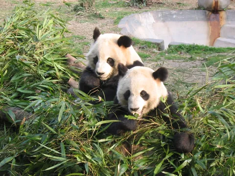 Two pandas among the bamboo, China — Nicolas Marincic