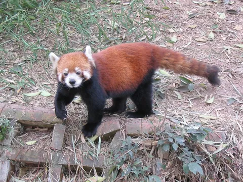 Red panda facing the camera, China — Nicolas Marincic