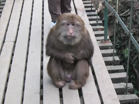 Macaque sitting on a walkway, China — Nicolas Marincic