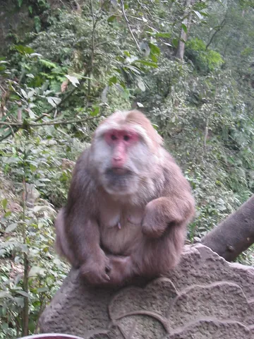 Pink-faced macaque on a rock, China — Nicolas Marincic