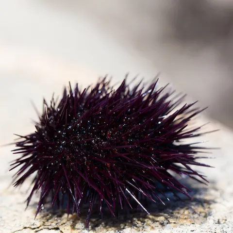 Sea urchin on a rock, Corsica, France — Nicolas Marincic