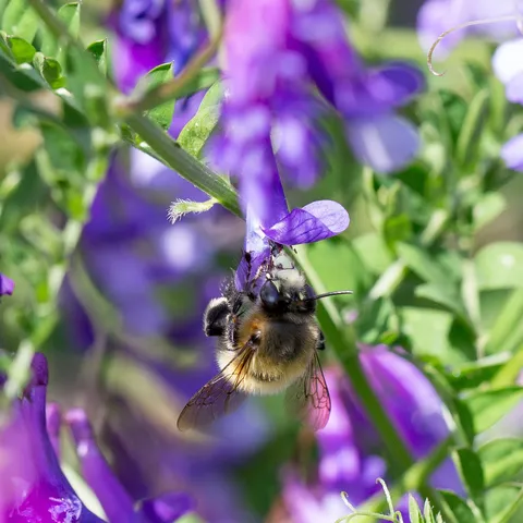 Bumblebee on purple vetch, Corsica, France — Nicolas Marincic