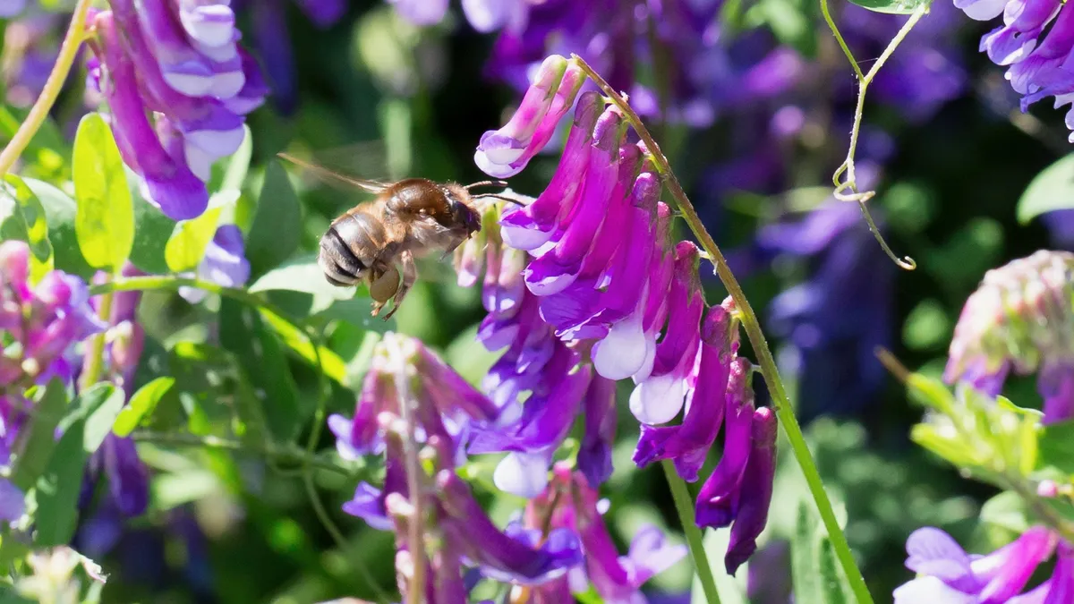 Hoverfly on vetch flowers, Corsica, France — Nicolas Marincic