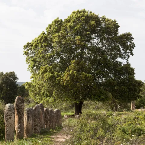 Alignement de menhirs près d’un grand chêne, Corse, France — Nicolas Marincic