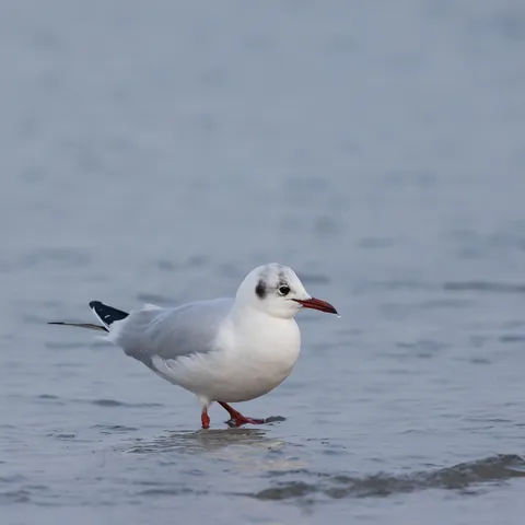 Black-headed gull in winter plumage at the waterline, France — Nicolas Marincic