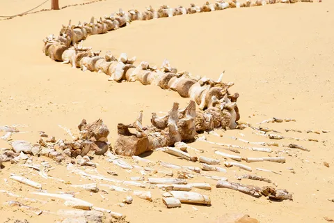 Fossil whale skeleton, Wadi al-Hitan, Egypt — Nicolas Marincic