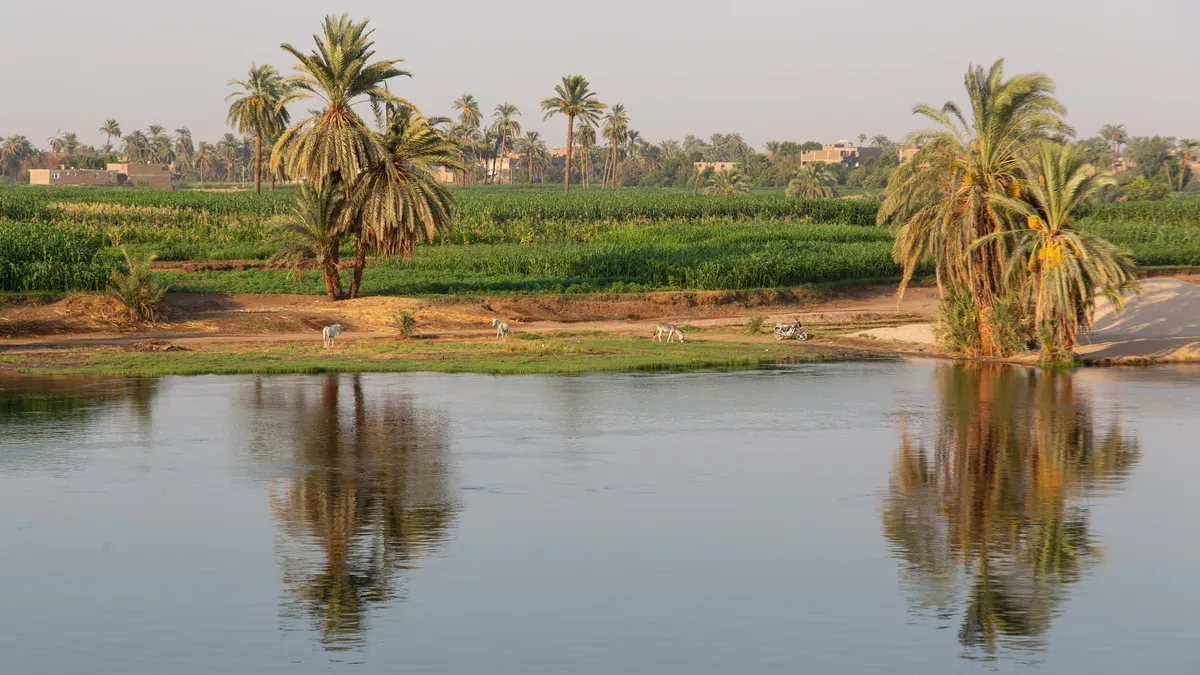 Palmiers reflétés dans le Nil, Égypte — Nicolas Marincic