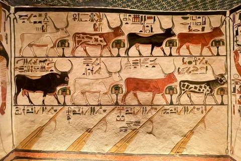 Sacred cows, tomb of Nefertari, Egypt — Nicolas Marincic