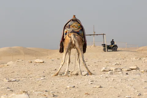 Chameau sellé dans le désert, Égypte — Nicolas Marincic