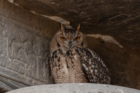 Pharaoh eagle-owl in a carved niche, Egypt — Nicolas Marincic