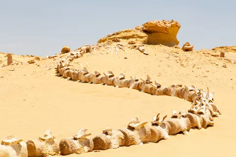 Fossil whale skeleton at Wadi Al-Hitan, Egypt — Nicolas Marincic