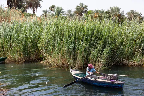 Fisherman rowing past Nile reeds, Egypt — Nicolas Marincic