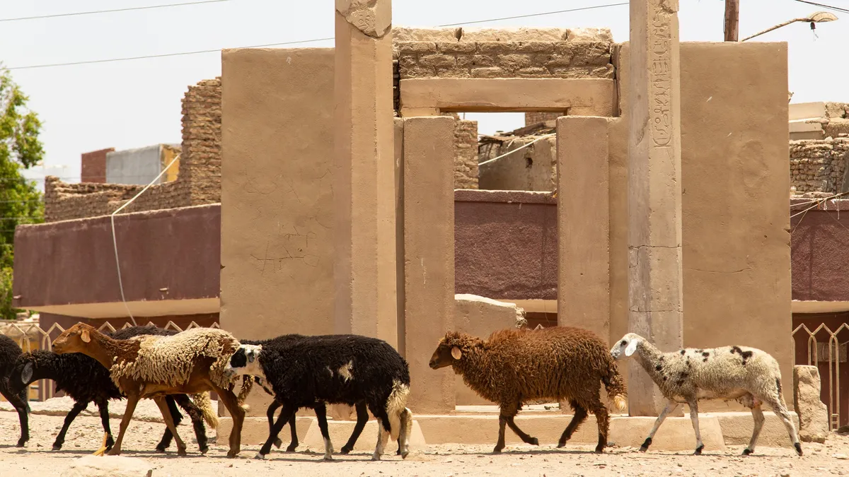 Sheep passing a mud-brick house, Egypt — Nicolas Marincic