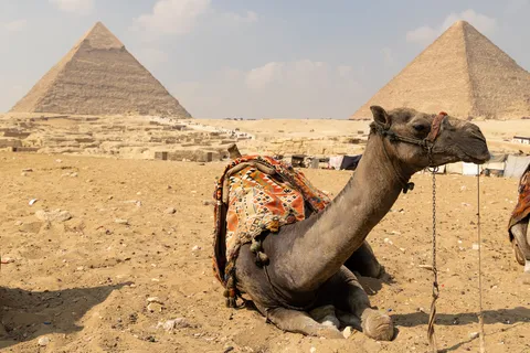 Chameau au repos devant les pyramides de Gizeh, Égypte — Nicolas Marincic