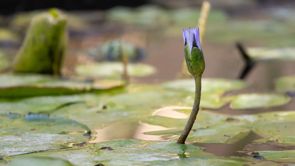 Blue water lily bud among lily pads, Egypt — Nicolas Marincic